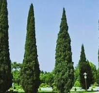 نادر گلچین / ترانه