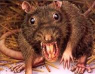 انجمن حمایت از موش‌ها در شیراز فعال شد