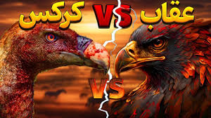 زندگی عقابی یا کرکسی؟