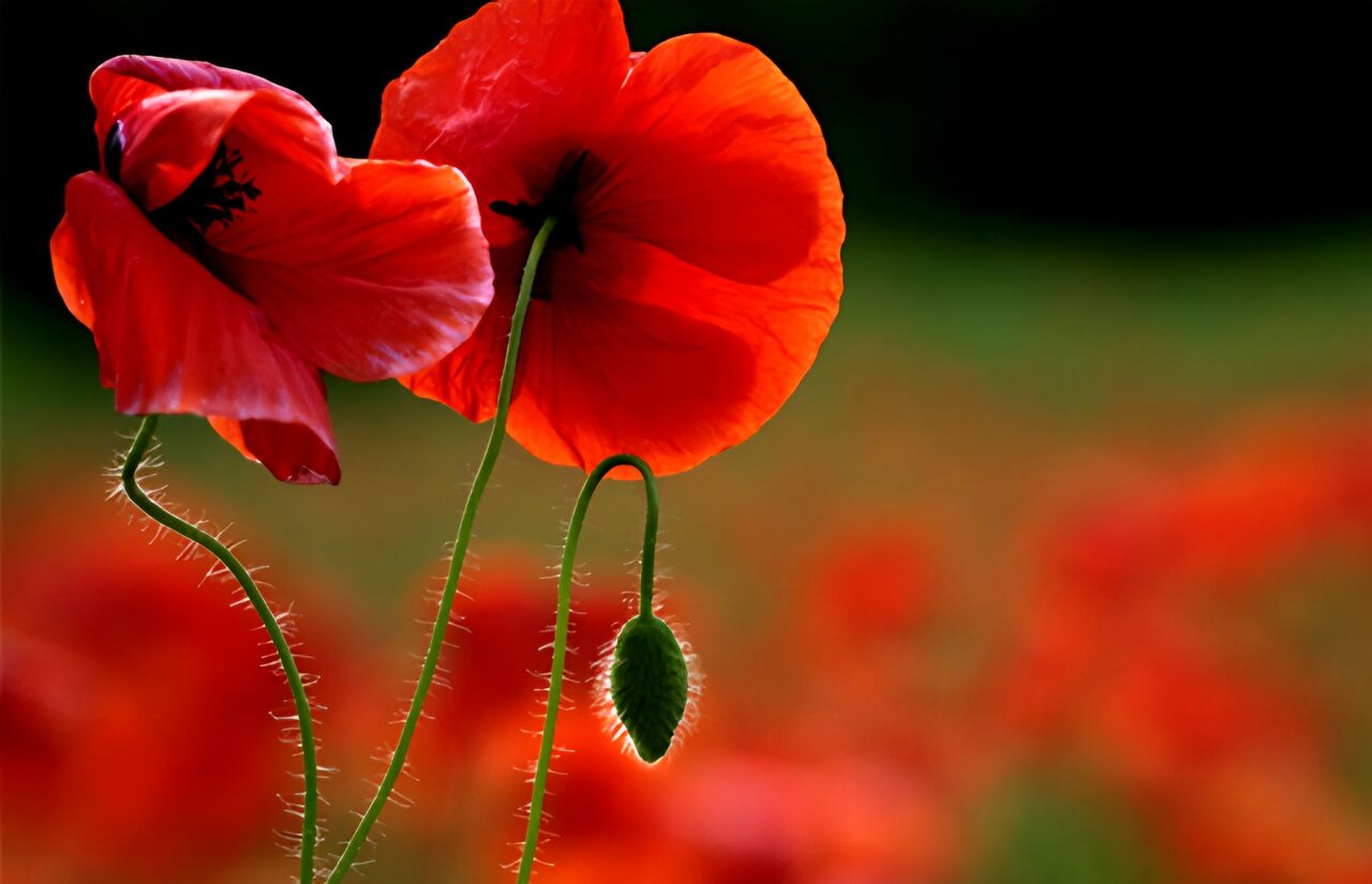 شقایق اولیفرا توانایی‌ تامین ۹۰ درصد مواد اولیه دارویی را دارد/ نیازی به کشت خشخاش نیست